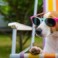 Assurez de belles vacances à vos animaux de compagnie