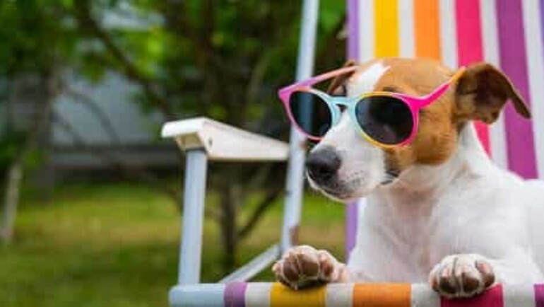 Assurez de belles vacances à vos animaux de compagnie